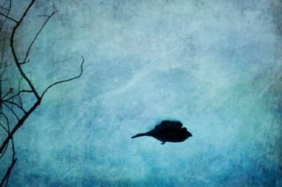 Winter Songbird Canvas Art - Roberta Murray (12 x 18)