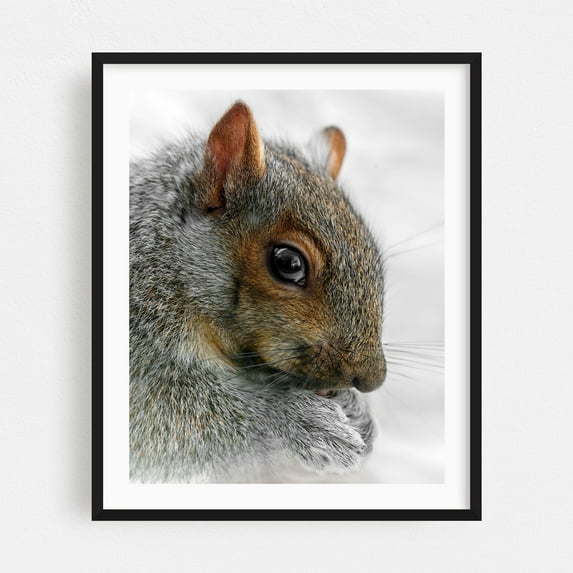 Winter Squirrel - Photography Wildlife Animal Nature Woodland Portrait Forest Black Framed Wall Art Print 8 x 10 inches