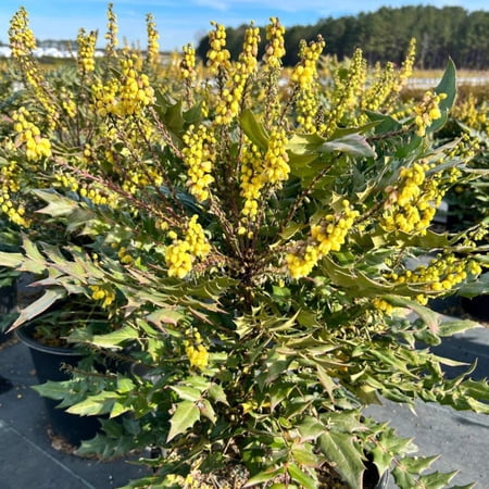 Winter Sun Mahonia - Mahonia x media ‘Winter Sun’