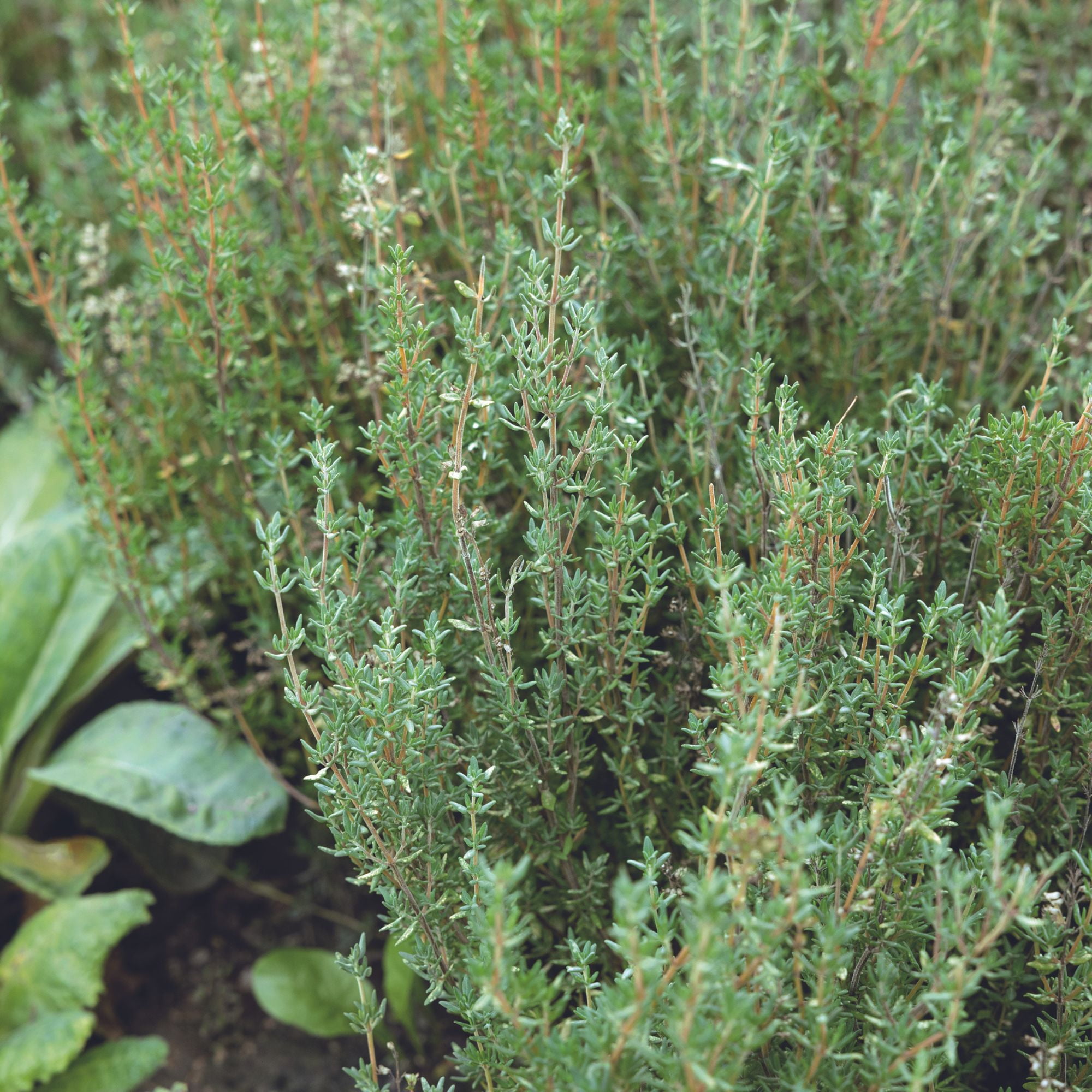Winter Thyme Seeds - 4 Oz ~376,000+ Seeds - Thyme Herb Seeds for Planting - For the Outdoor or Indoor Herb Garden - Use as Ground Cover Seeds, Herb Seeds, Flower Seeds