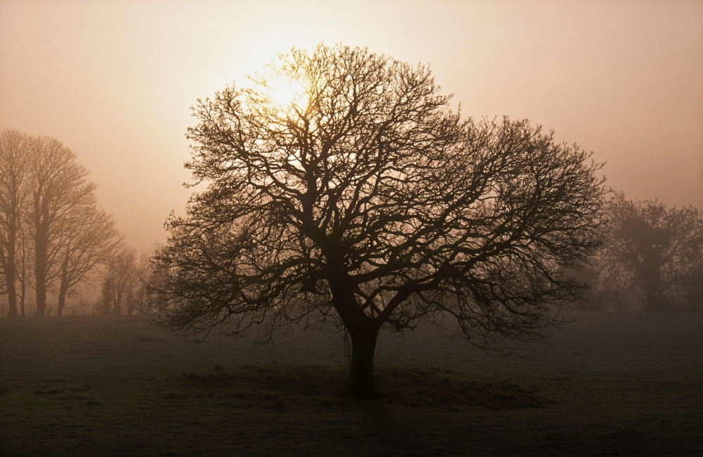 Winter Tree On A Frosty Morning County Donegal Ireland Canvas Art - Gareth McCormack Design Pics (18 x 12)