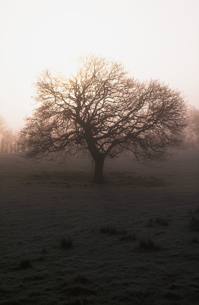 Winter Tree On A Frosty Morning County Donegal Ireland Canvas Art - Gareth McCormack Design Pics (24 x 36)