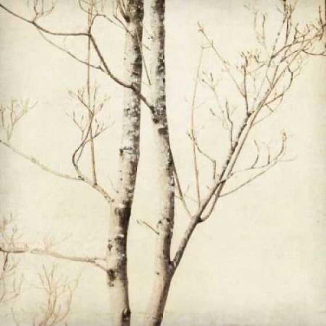 Winter Trees II Canvas Art - Amy Melious (24 x 24)