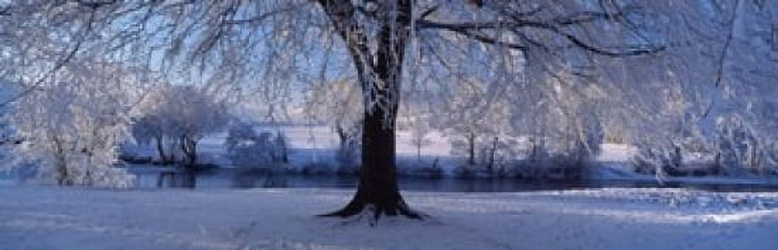 Winter Trees Perkshire Scotland Canvas Art - Panoramic Images (18 x 6)