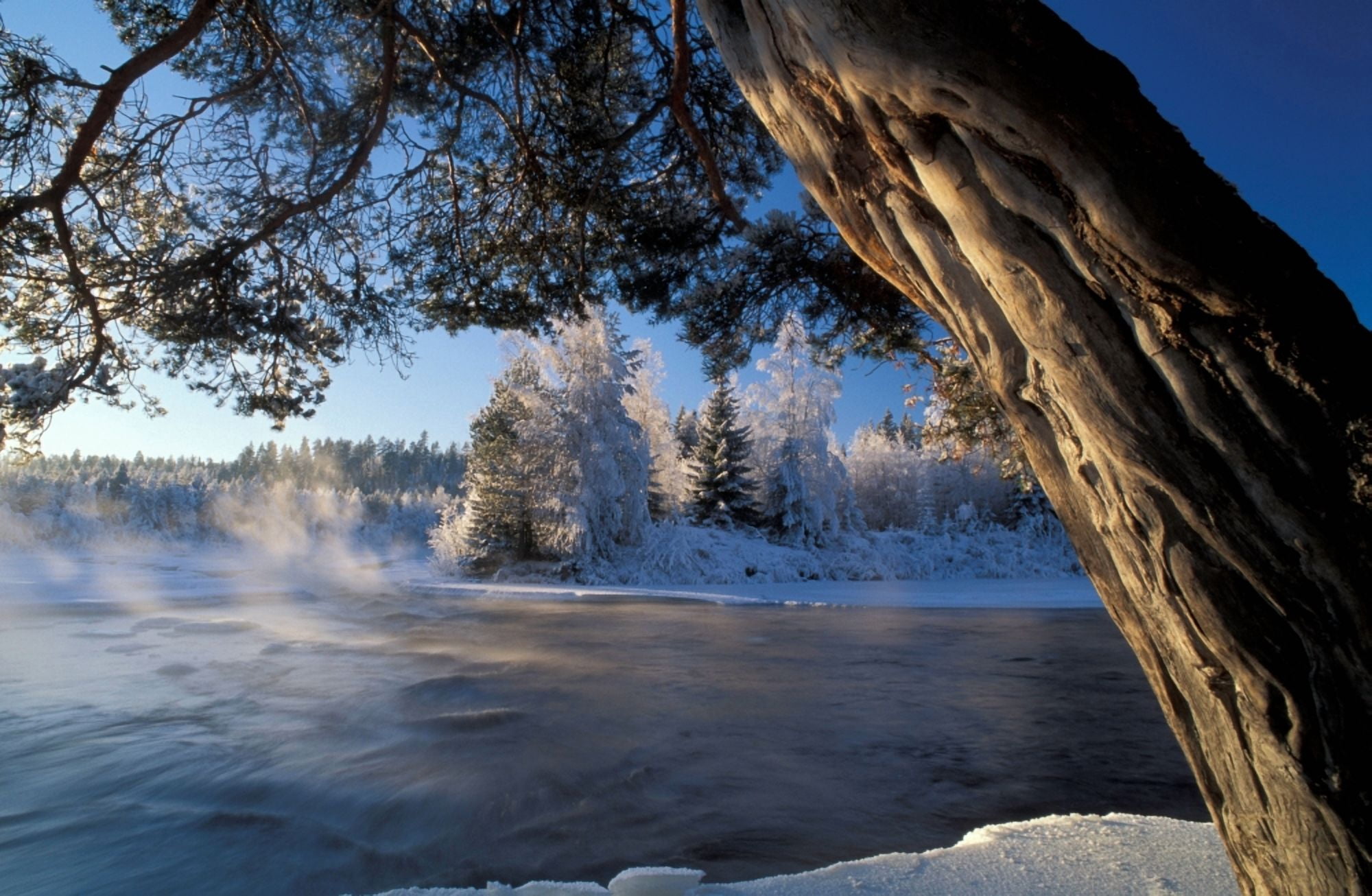 Winter Trees River Sweden Canvas Art - Panoramic Images (24 x 36)
