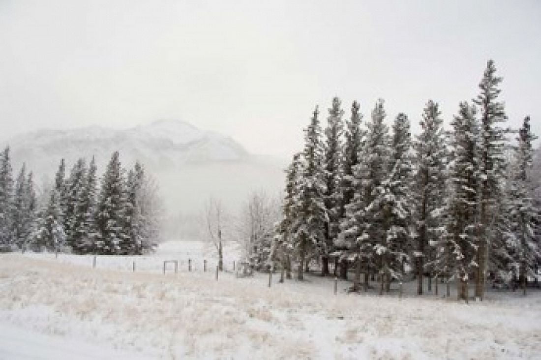 Winter Views from Train Alberta Canada Canvas Art - Cindy Miller Hopkins DanitaDelimont (26 x 17)