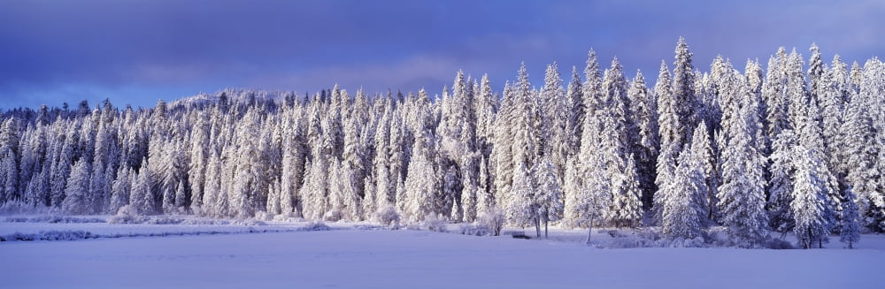 Winter Wawona Meadow Yosemite National Park CA Canvas Art - Panoramic Images (27 x 9)