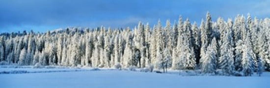 Winter Wawona Meadow Yosemite National Park CA USA Canvas Art - Panoramic Images (18 x 6)