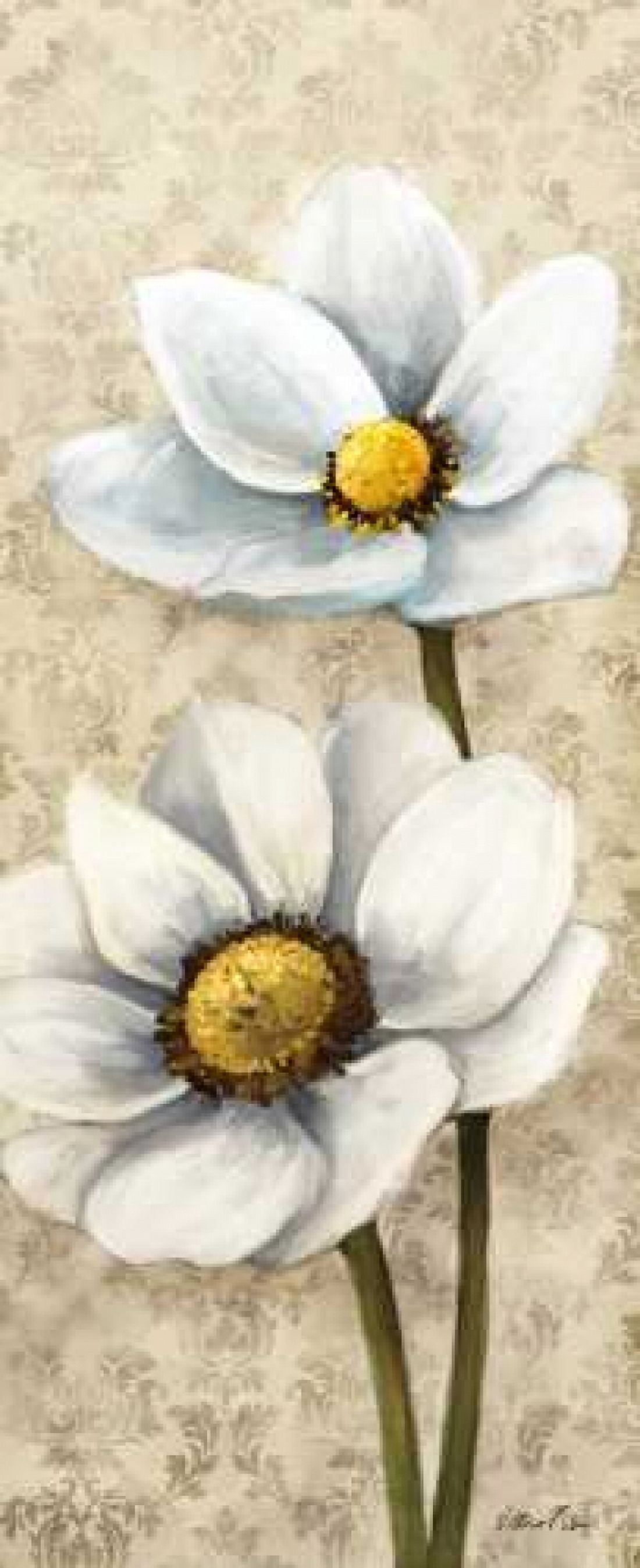 Winter White Poppies Panel II Canvas Art - Vittorio Milan (24 x 48)