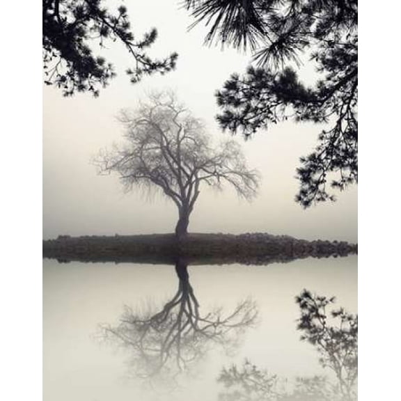 Winter Willow Poster Print by Nicholas Bell (22 x 28)