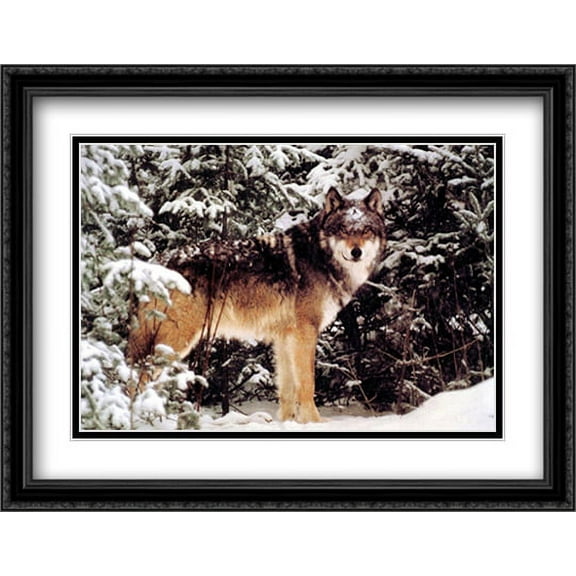 Winter Wolf 2x Matted 28x22 Large Black Ornate Framed Art Print by Jim Brandenburg