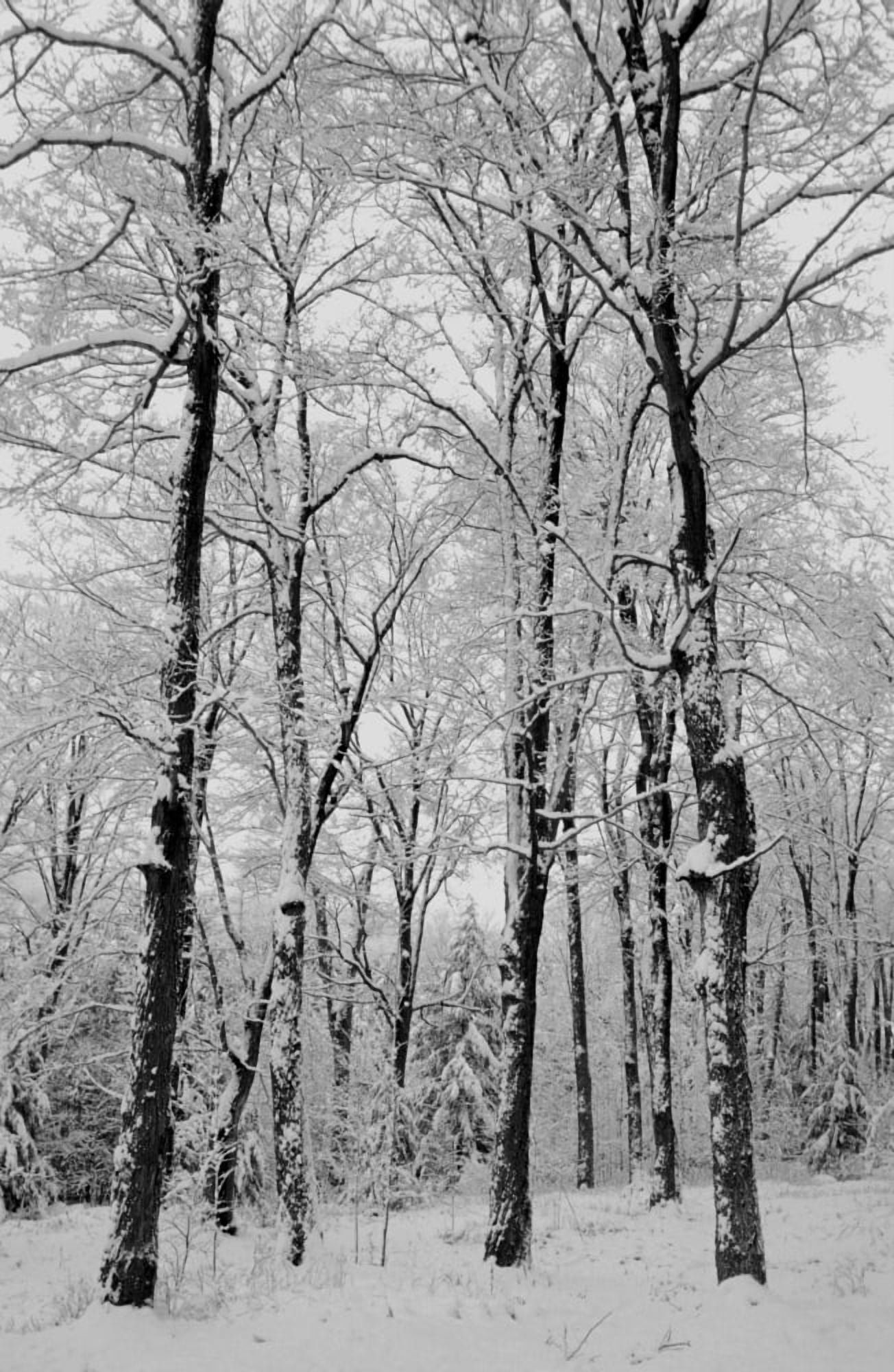 Winter Wonderland Canvas Art - David Chapman Design Pics (22 x 34)