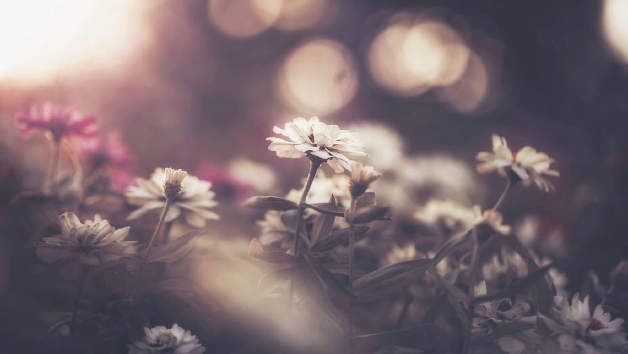 Winter blooms just after sunrise Sharon Valley Israel Canvas Art - Robert Schenck Design Pics (40 x 22)