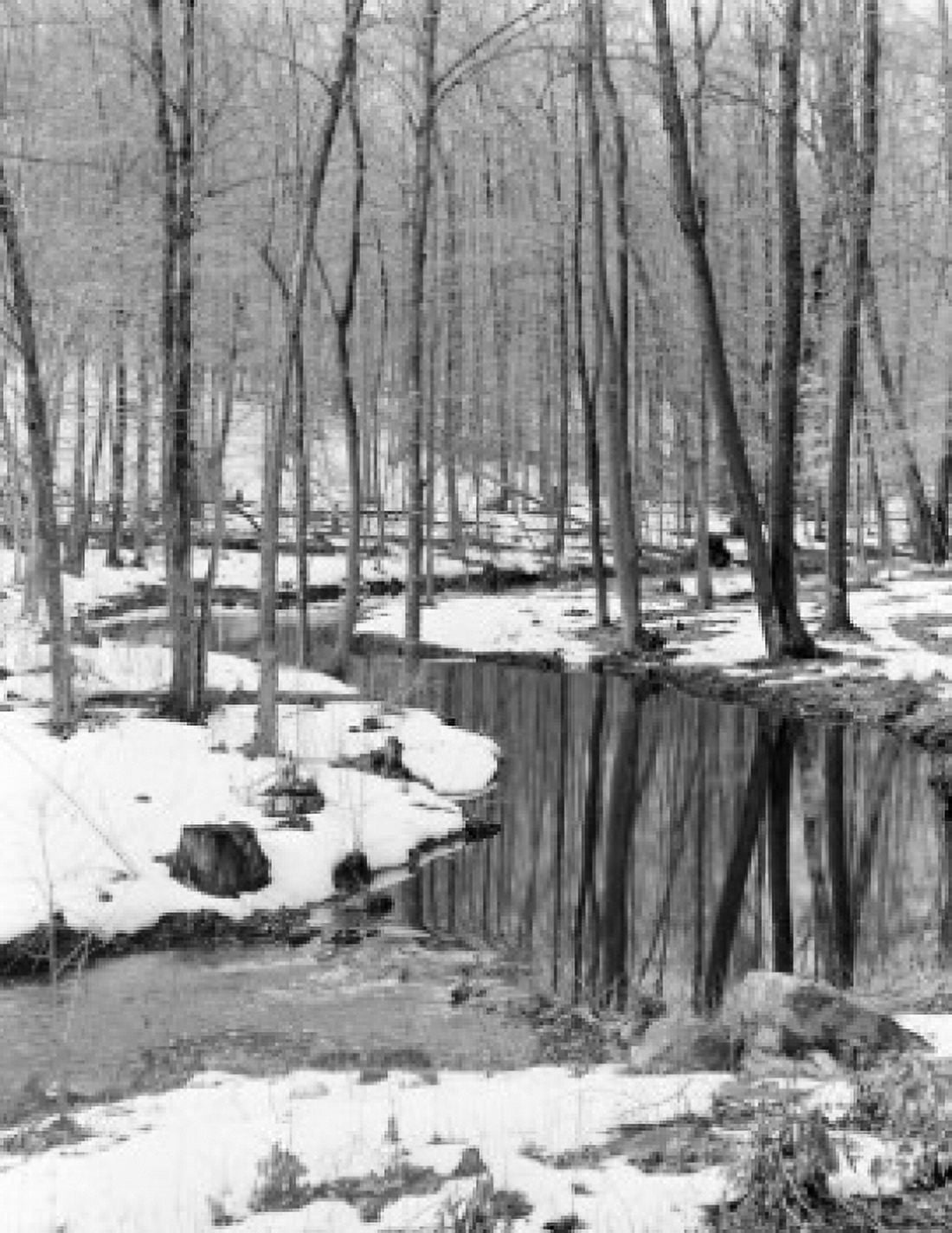 Winter forest Canvas Art - (24 x 36)