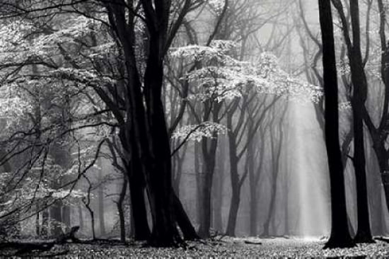 Winter is Coming Canvas Art - Lars Van de Goor (12 x 18)