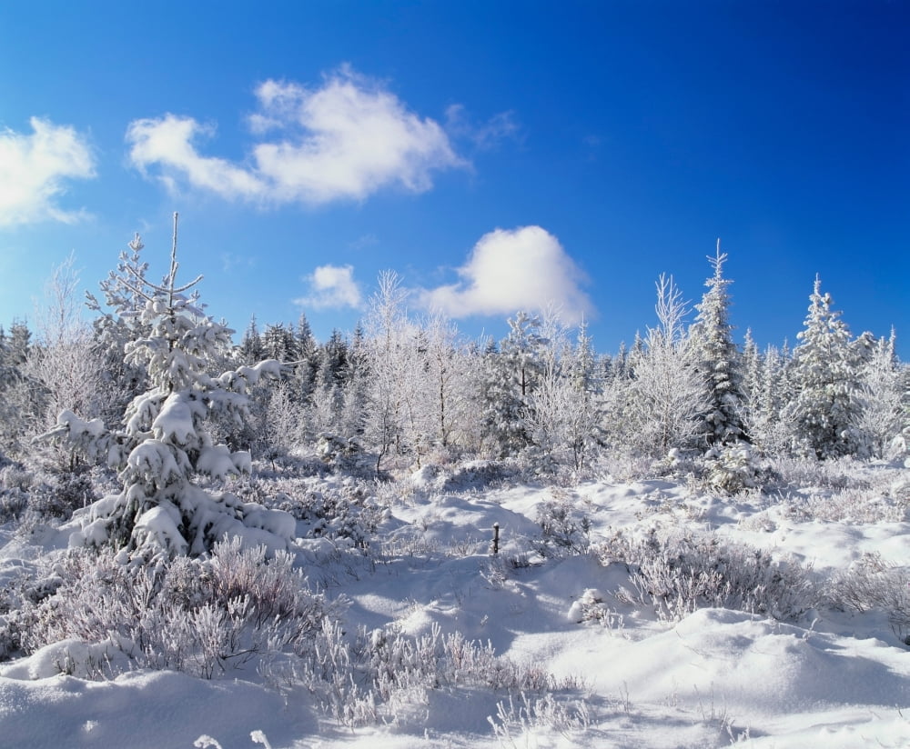 Winter landscape Nature Reserve Kaltenbronn Gernsbach Black Forest Baden-Wurttemberg Germany Canvas Art - Panoramic Images (9 x 27)