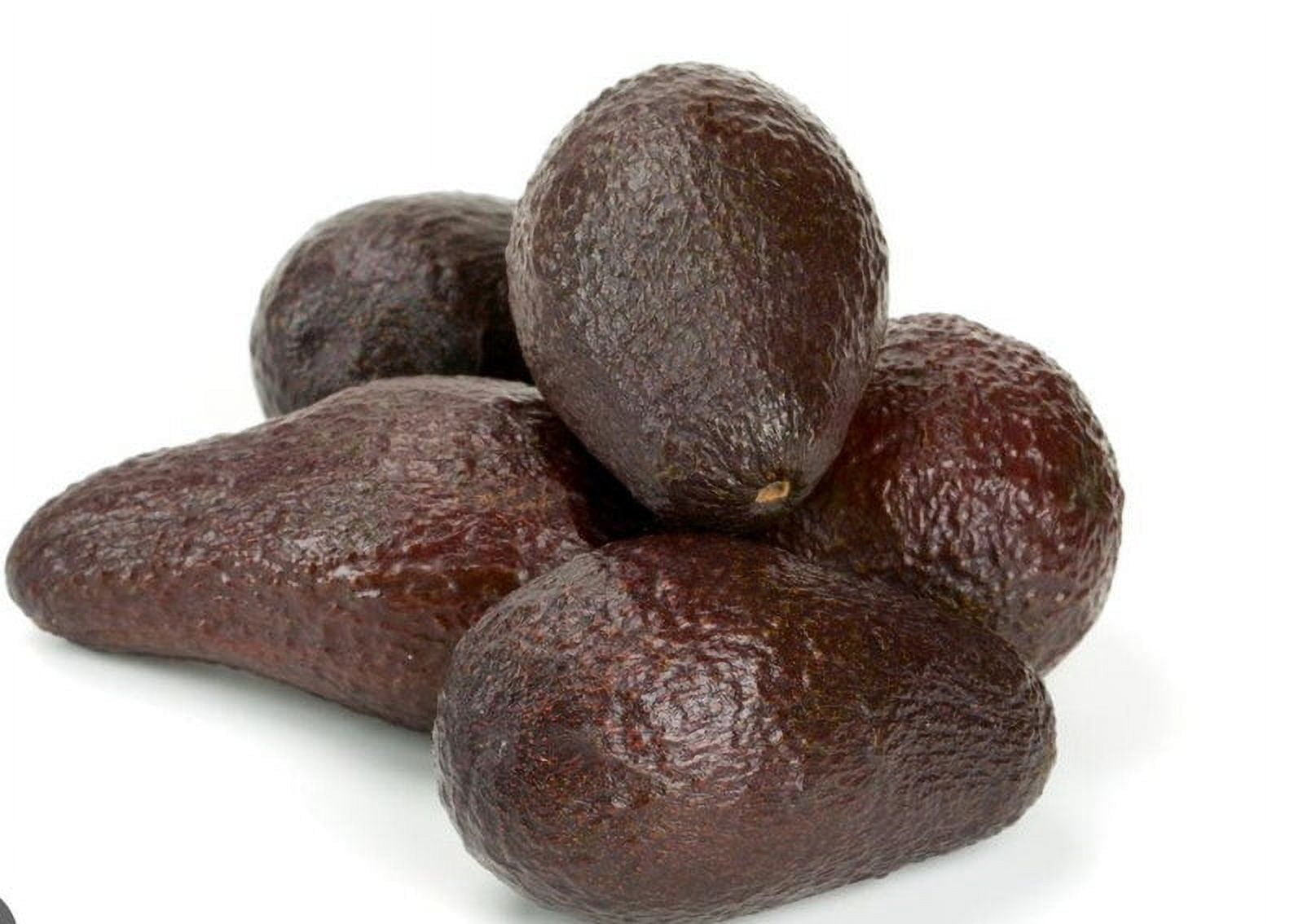 Winter mexican Avocado Tree Live Avocado Tree GRAFTED 2-4 ft. We ship to ALL STATES