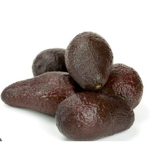 Winter mexican Avocado Tree Live Avocado Tree GRAFTED 2-4 ft. We ship to ALL STATES