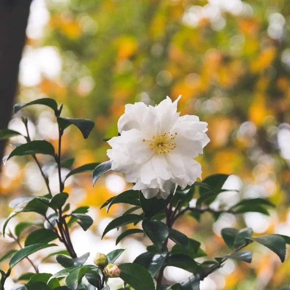 Winter's Snowman Ice Angels Camellia - Camellia 'Winter's Snowman'