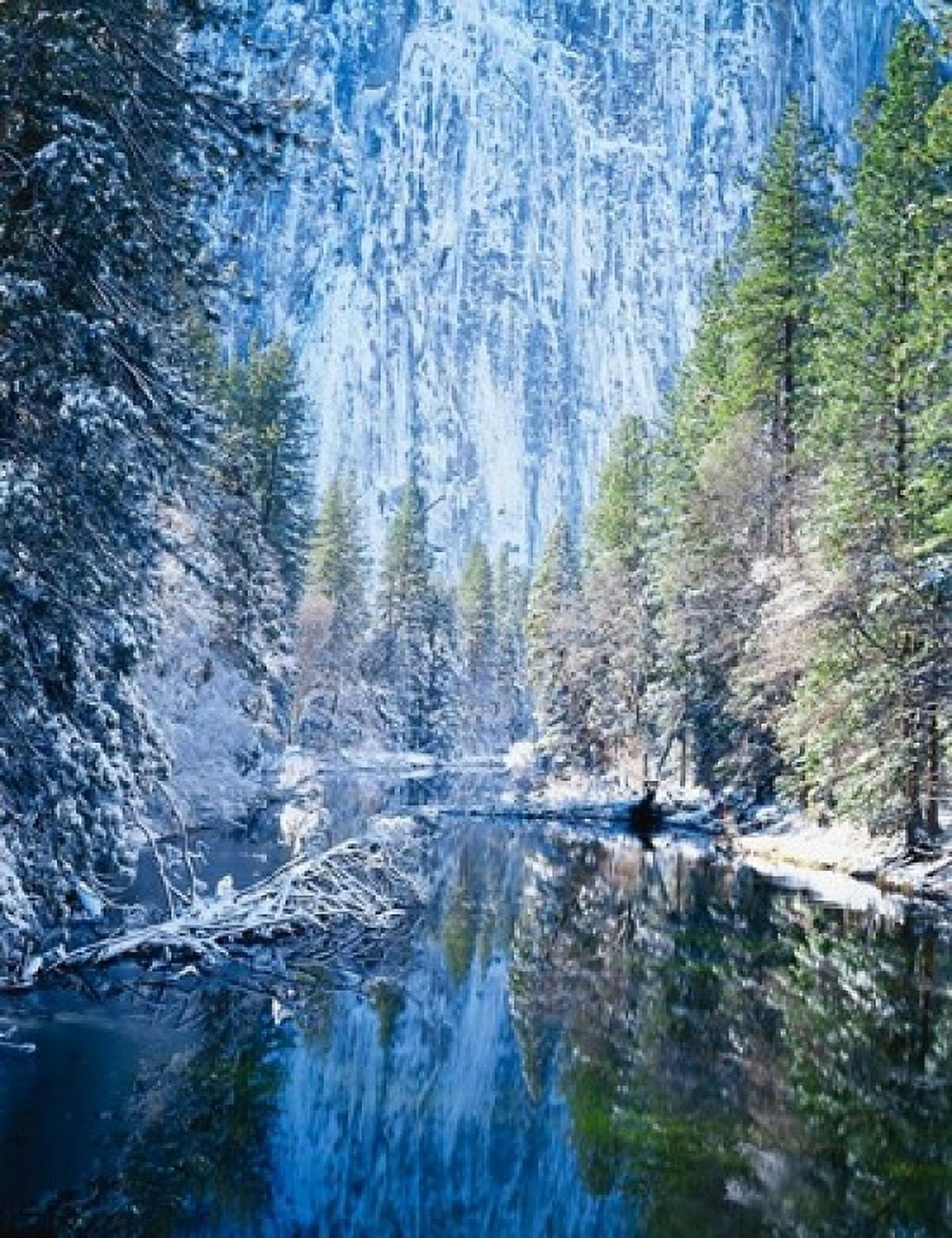 Winter trees along Merced River Yosemite Valley Yosemite National Park California Canvas Art - Scott T Smith DanitaDelimont (12 x 15)