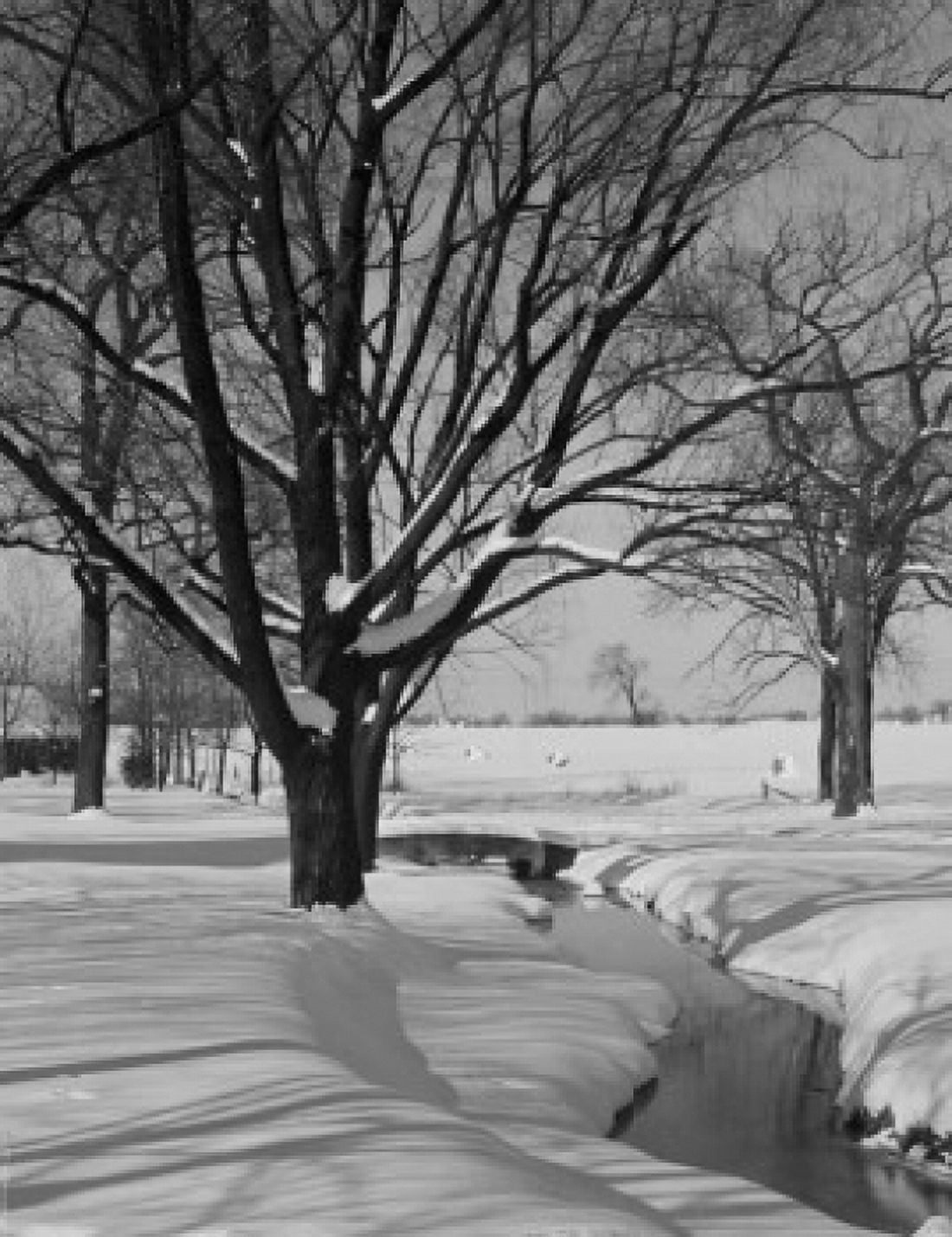 Winter trees and brook Canvas Art - (24 x 36)