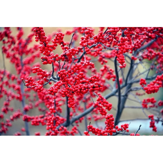 Winterberry Bush Seedlings for Planting - Ilex verticillata, Live Winter Berry Bush Plants (3 Seedlings) - No Ship to California
