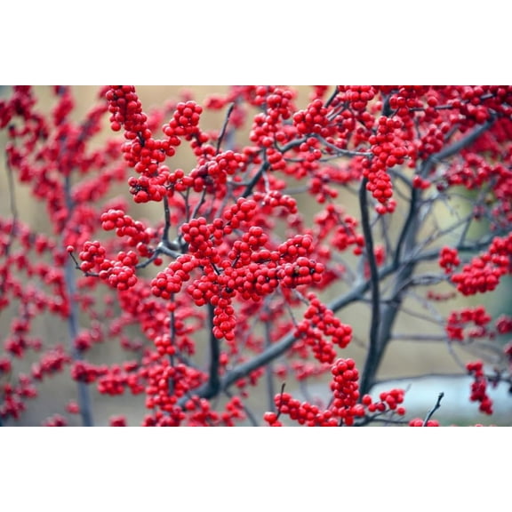 Winterberry Bush Seedlings for Planting - Stunning Red Berries (1 Seedling)