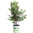 thumbnail image 1 of Winterberry, 1 of 1