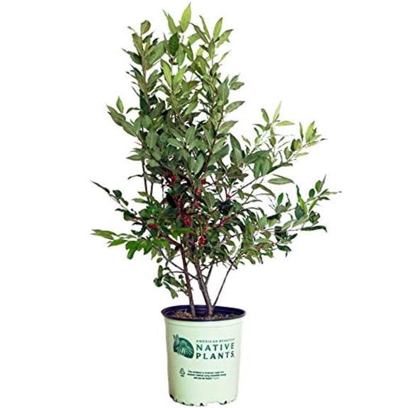 Winterberry