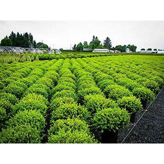 Wintergreen Boxwood 1 Large 3 Gallon Plant Dense Evergreen Foliage, Cold-Hardy & Ideal for Year-Round Landscaping, Elegant Border & Hedge Plant, Live Shrub