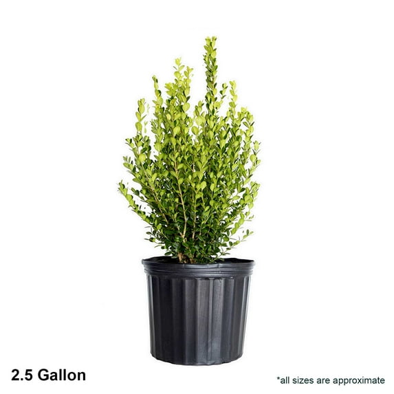Expert Gardener Wintergreen Boxwood (2.5 Gallon) Low-Maintenance Evergreen Hedge Shrub - Full Sun Live Outdoor Plant