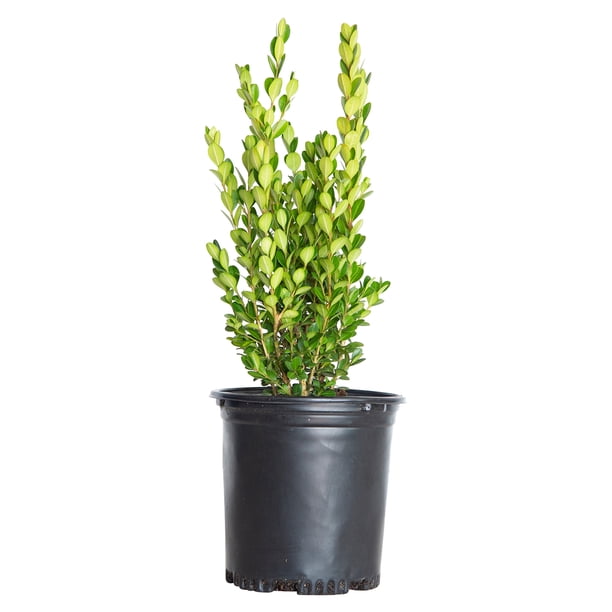 Expert Gardener Wintergreen Boxwood Live Evergreen Shrub, 2.5 qt