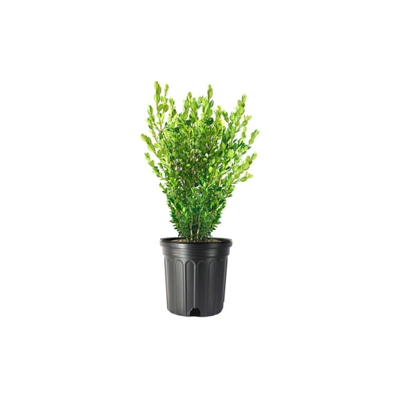 Wintergreen Boxwood  2 Extra Large 3 Gallon Plants  Dense, Evergreen Shrub, Ideal for Decorative Hedges, Topiary Art & Landscape Borders, Cold Hardy & Drought Tolerant