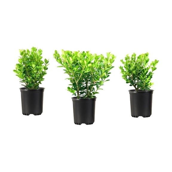 Wintergreen Boxwood  3 Live Quart Size Plants  Dense Evergreen Foliage, Cold-Hardy & Ideal for Year-Round Landscaping, Elegant Border & Hedge Plant, Live Shrub