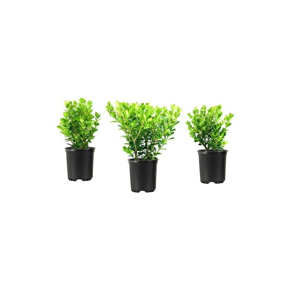 Wintergreen Boxwood 5 Live Quart Size Plants Dense Evergreen Foliage, Cold-Hardy & Ideal for Year-Round Landscaping, Elegant Border & Hedge Plant, Live Shrub
