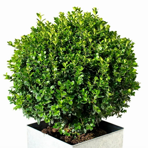 Wintergreen Boxwood Shrubs