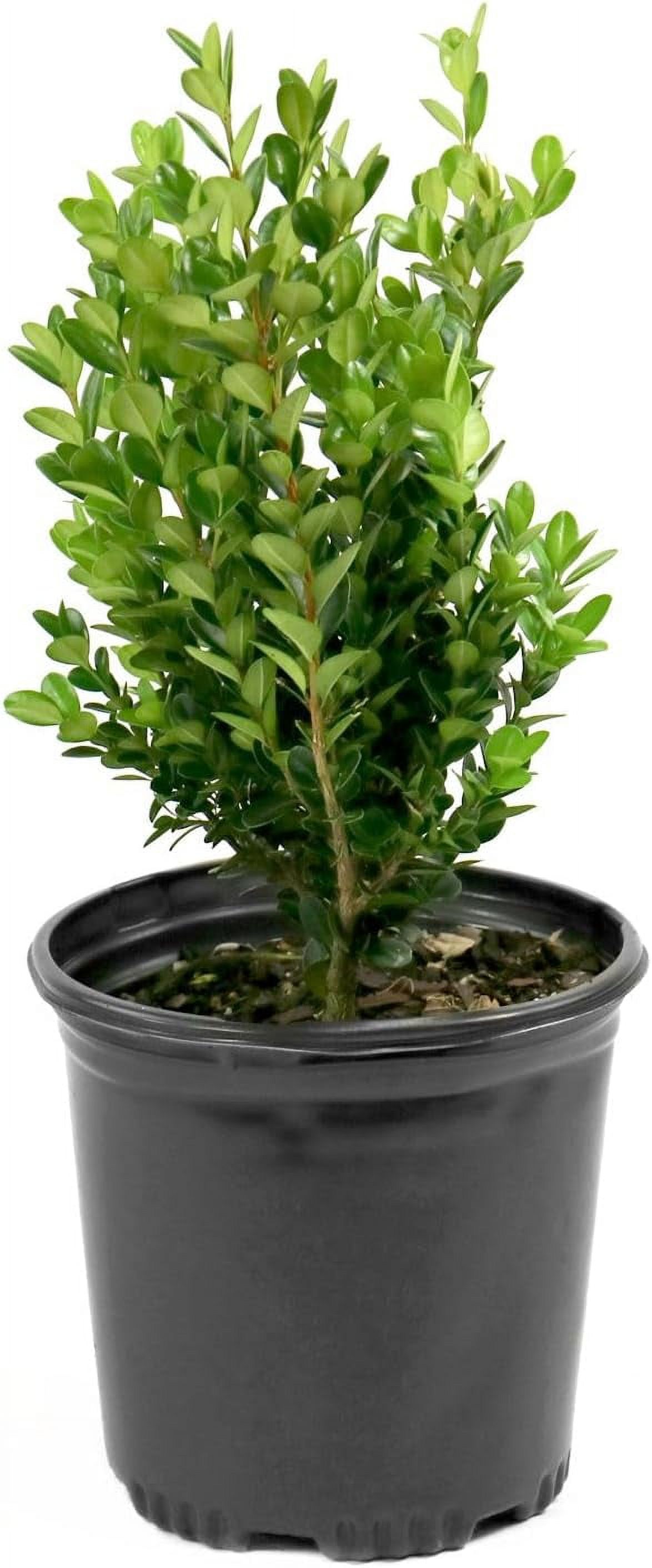 Wintergreen Boxwood Shrub Evergreen Beauty for Garden Hardy Topiary