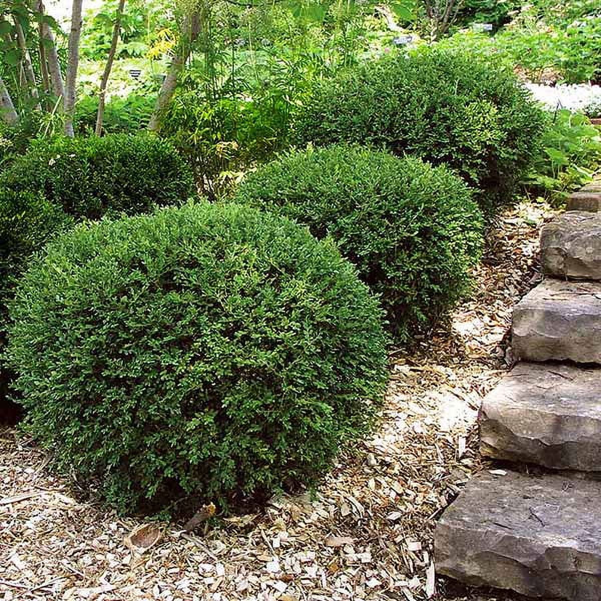 Boxwood Nursery Near Me