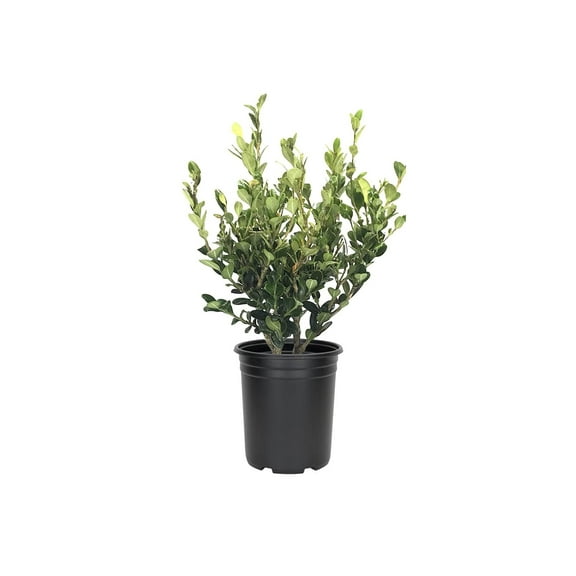 Wintergreen Korean Boxwood - 1 Live Gallon Size Plant - Buxus Microphylla - Cold Hardy Formal Evergreen Hedge