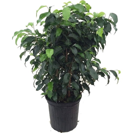 Wintergreen Weeping Tree - Ficus - Great Indoor Tree for Low Light - 8"