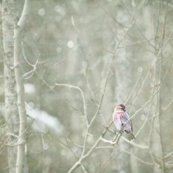 Winters Migrant Canvas Art - Roberta Murray (24 x 24)