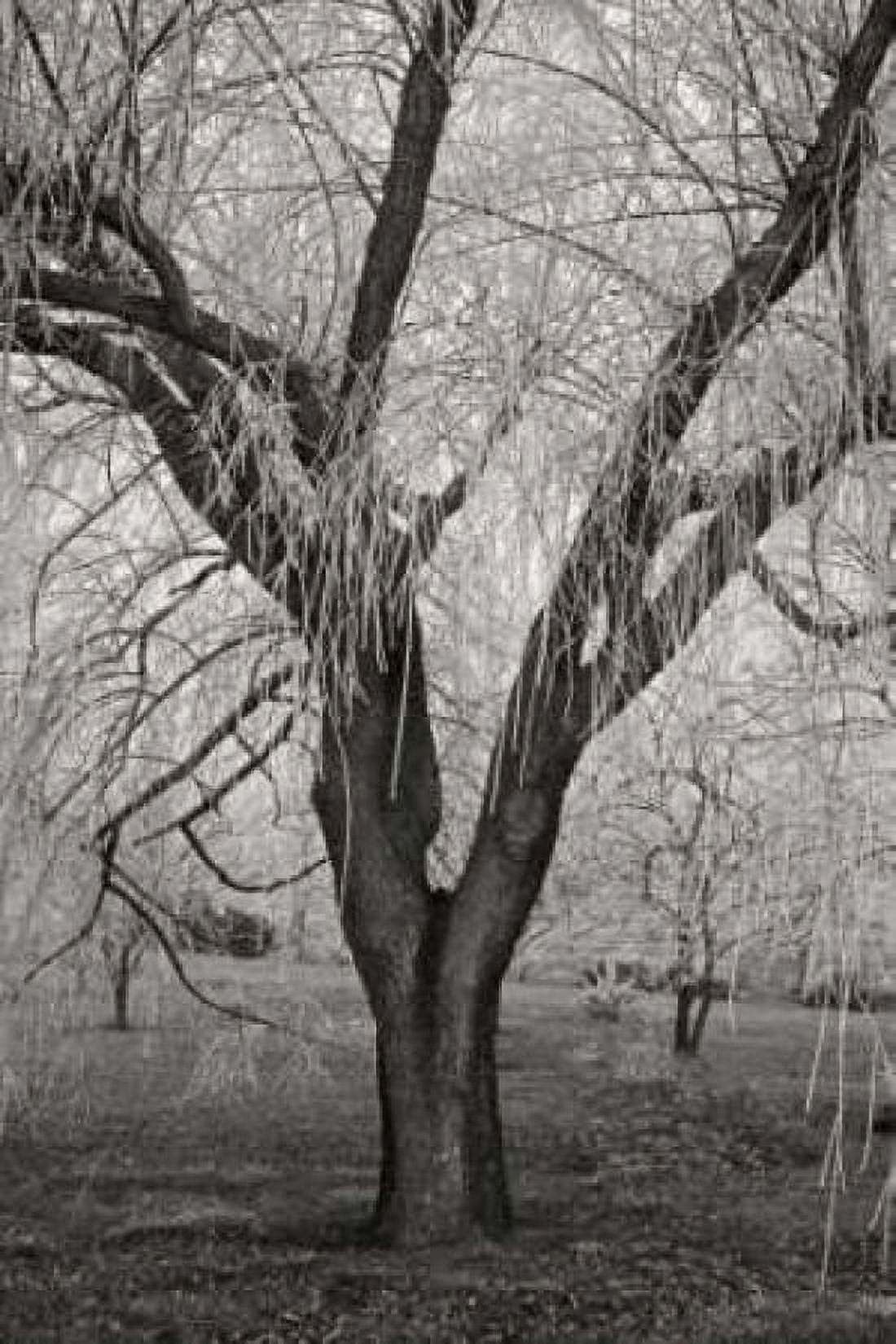 Winters Palace VII BandW Canvas Art - Vitaly Geyman (24 x 36)