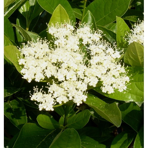 Winterthur Viburnum 3gal - Shrub