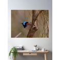 thumbnail image 1 of Wintery Variegated Fairy Wren Poster Wall Art, Modern Wall Decor For Living Room Bedroom, 24x36 UNFRAMED, 1 of 3