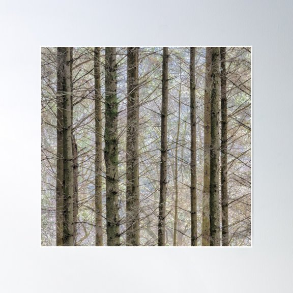 Wintry Forest Poster Wall Art, Modern Wall Decor, 30x30 UNFRAMED