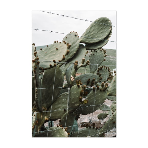 Wire Cactus II - Exeter California Photography Cactus Desert Nature Botanical Rustic Rural Scenic Unframed Wall Art Print 8 x 12 inches