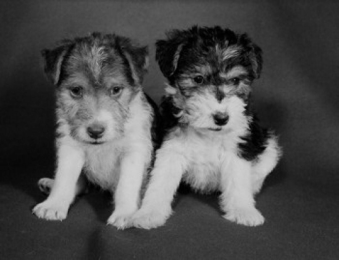 Wired Hair Terriers Canvas Art - (18 x 24)