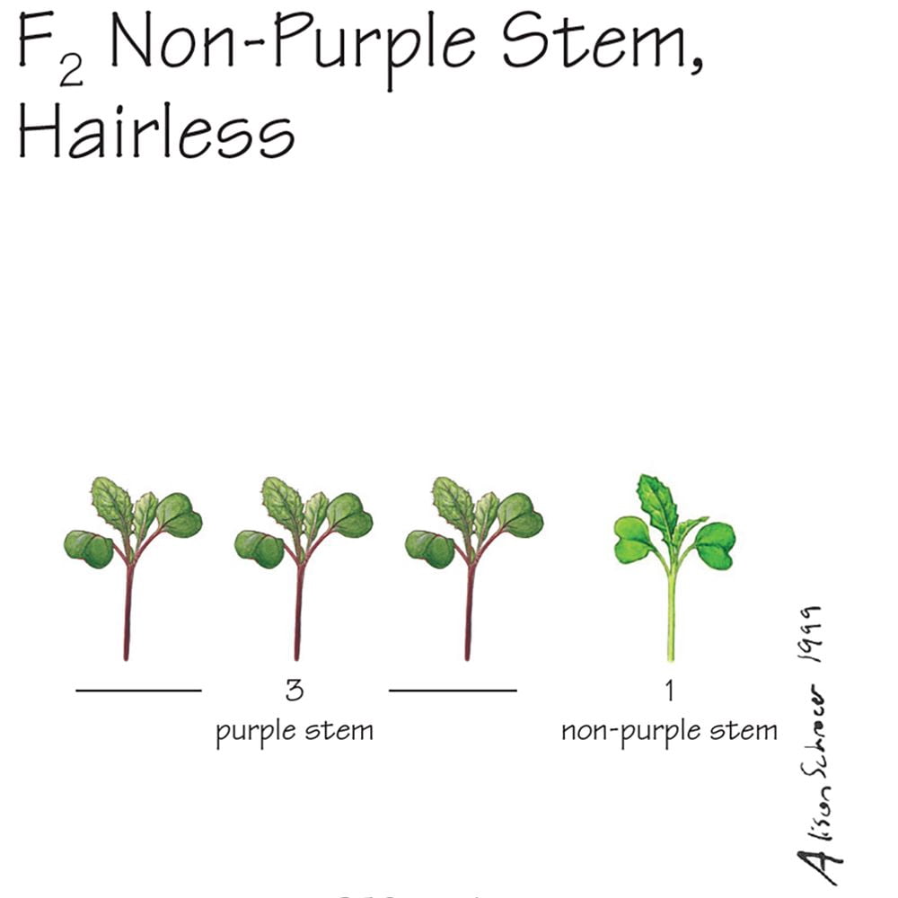 Wisconsin Fast Plants F2 Non-Purple Stem, Hairless Seed (F2 Anthocyaninless, Hairless), Pack Of 250
