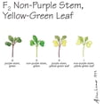 thumbnail image 1 of Wisconsin Fast Plants F2 Non-Purple Stem, Yellow-Green Leaf Seed (F2 Anthocyaninless, Yellow-Green), Pack Of 250, 1 of 1