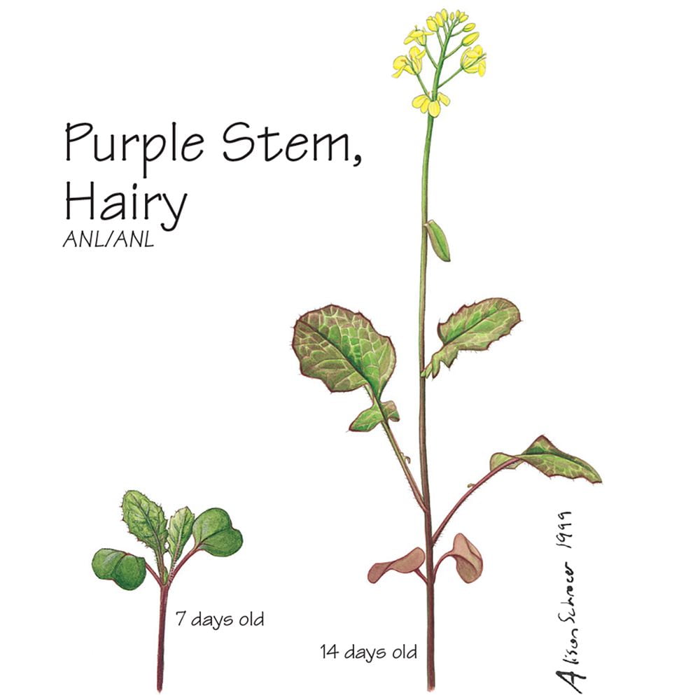 Wisconsin Fast Plants Purple Stem, Hairy Seed (High Anthocyanin Expression, Hairy), Pack Of 200